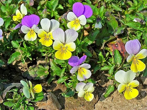 50 semillas Light Johnny Jump UP Viola Tricolor Violet Flower (BTL) puede crecer en maceta/jardín