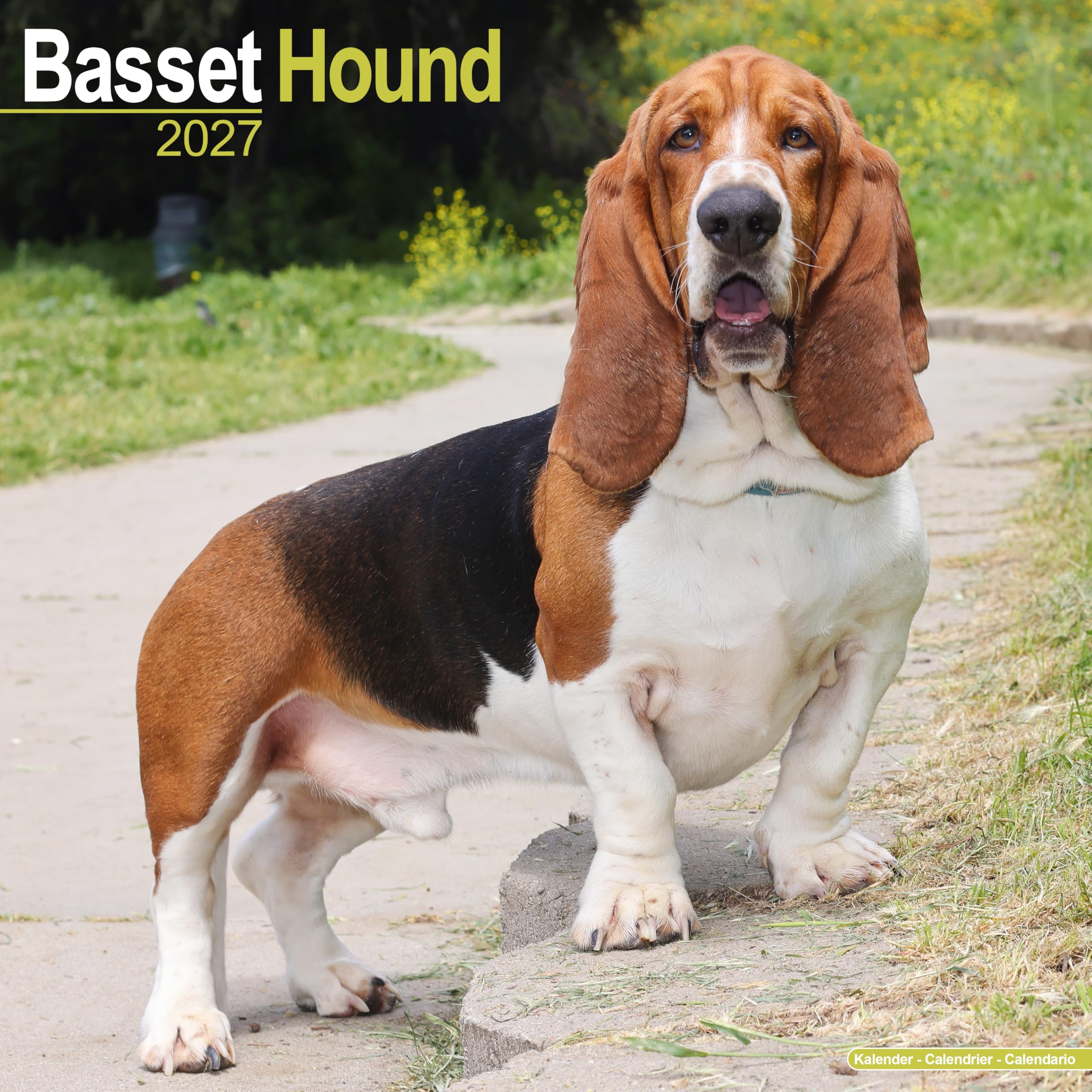 Basset Hound 2027 Calendar | Square Wall Calendar | Dog Breed Gift | Plastic Free Packaging | by Avonside Publishing
