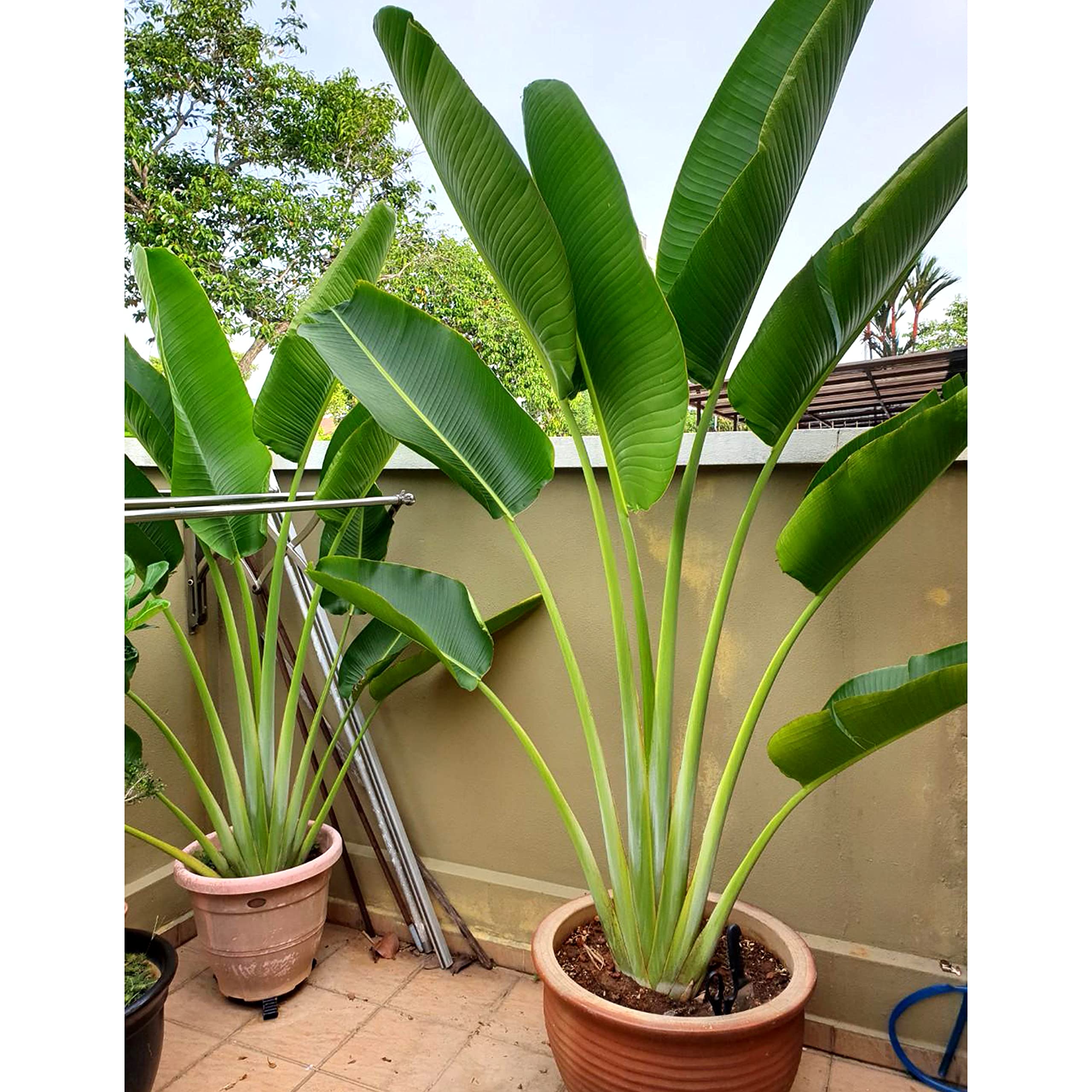 Traveller palm Hybrid plant live tree 02-fit to 04-fit (B0B61RR86M) Amazon Price History, Amazon Price Tracker