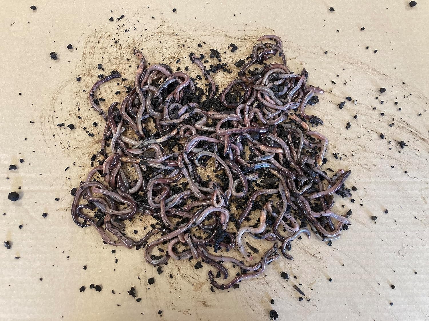 120 Baby Canadian Nightcrawlers (2-3 inch) Dillies Fishing Bait or Pet Feeders