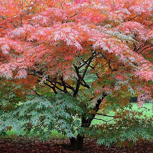 YEGAOL Garden - Semillas de arce japonés Acer Palmatum, arbusto de hoja caduca o árbol pequeño, planta ornamental en jardines, parques al aire