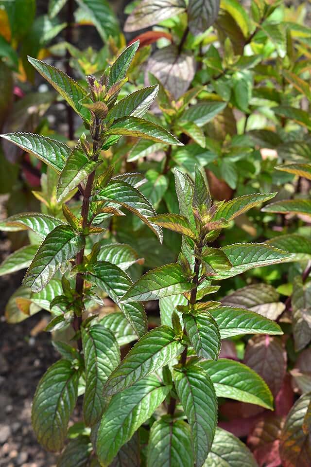 Amazon.co.uk peppermint seeds