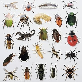 Bug Stickers Insect Decal Cockroach Grasshopper Beetle Cricket Mosquito Fly Bee Spider Decals for Window Clear Stickers