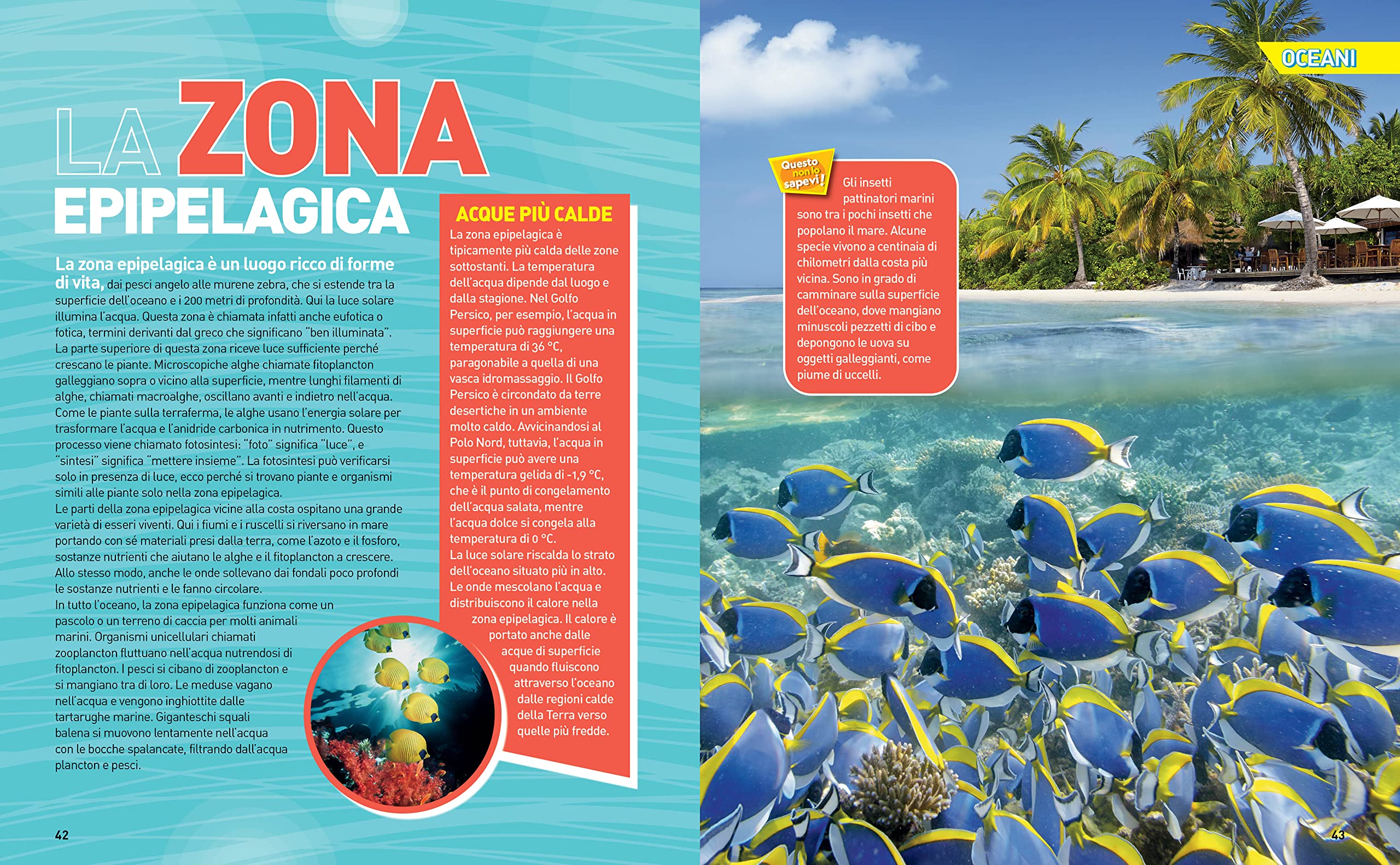 Enciclopedia Oceani - La grande enciclopedia degli oceani | Edizione a colori | Guida completa alla vita marina, Atlante illustrato