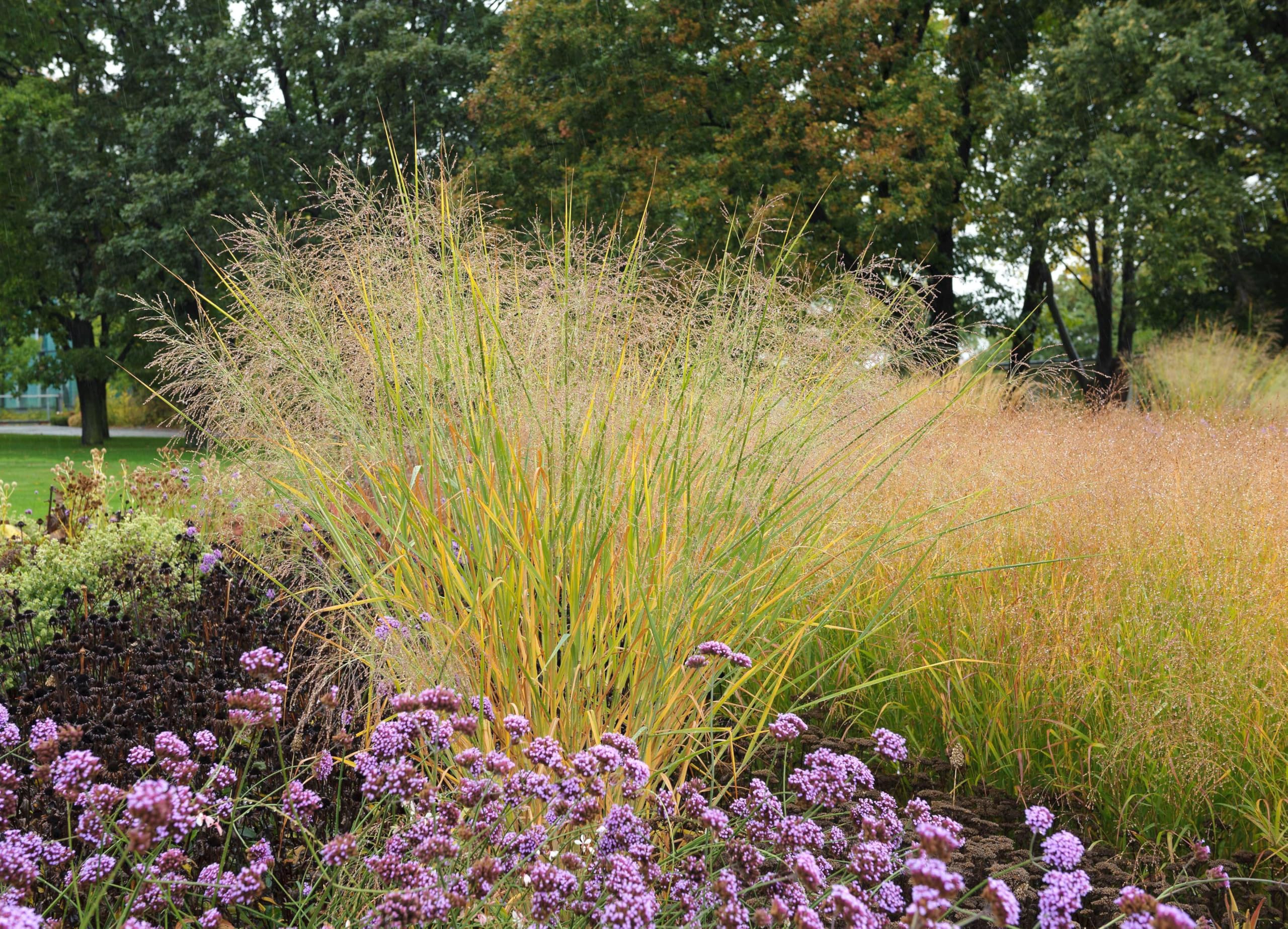 Stauden Gänge 10 x Panicum virgatum 'Cloud Nine' Blaue Riesen Rutenhirse