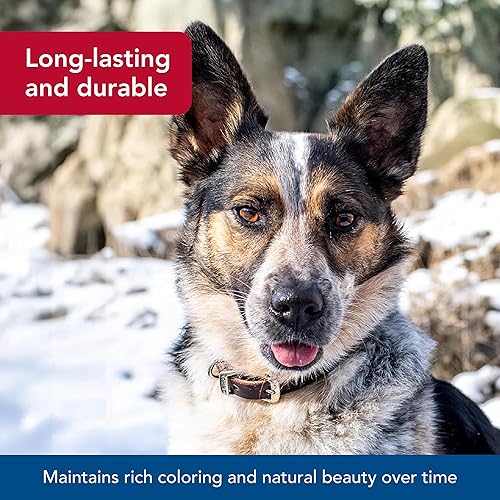 Miniatura 4 de Collar de cuero para perro Latigo - 18 pulgadas con un ancho de 34 pulgadas.