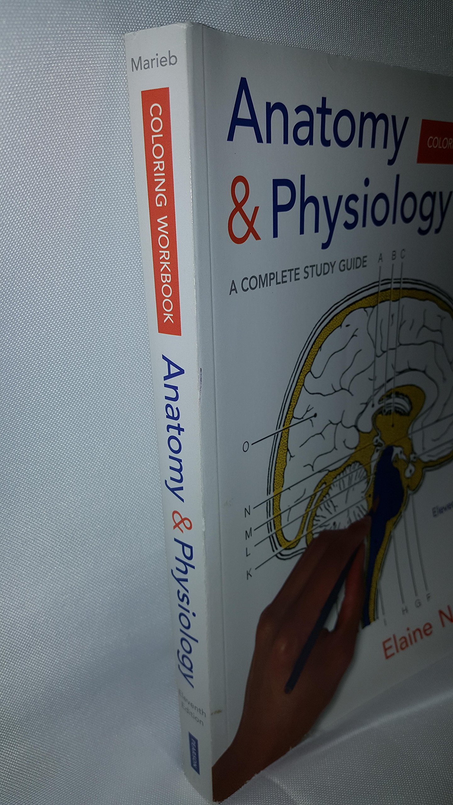 Anatomy & Physiology Coloring Workbook: A Complete Study Guide (11th Edition) - Image 3