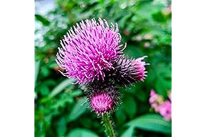 Outsidepride Burdock Root Seeds Organic