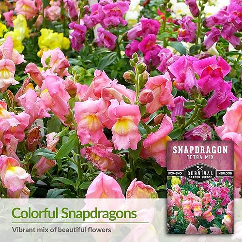 Miniatura 10 de Survival Garden Seeds - Semillas de mezcla de tetra Snapdragon para plantar - 2 paquetes con instrucciones para plantar y cultivar hermosas flores