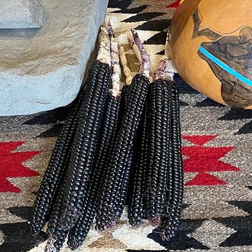 Mountain Valley Seed Co Montana Morado Maize Corn Seeds 1 Lb 1,440 Seeds | Organic - Non-GMO Flour Corn - Zea mays - Black/Purple Kernels - 90110 Days - Cold & Drought Tolerant - Open-Pollinated