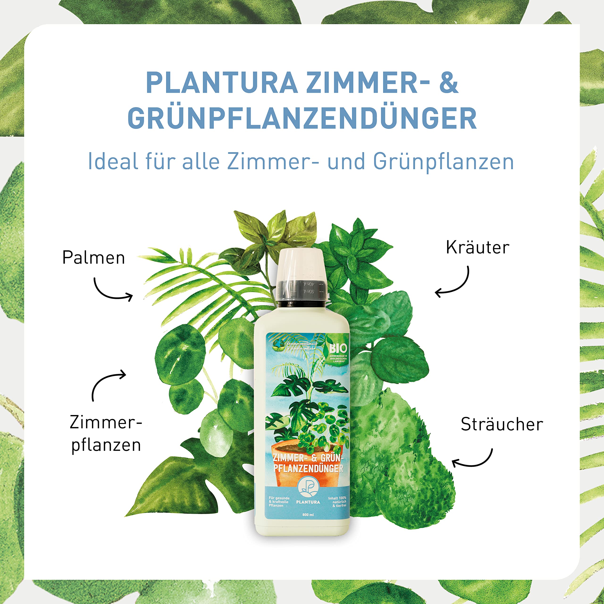 ufopflanze groß Ufopflanze | Pilea peperomioides main image 0