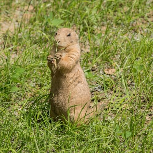 BeaverStories