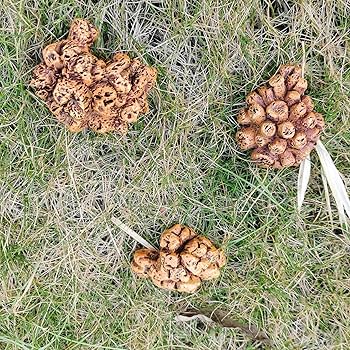 特大　化石　大型肉食恐竜の糞石　多彩　メノウ化　標本　鉱物　原石　鑑賞石　銘石 特大 化石 大型肉食恐竜の糞石 多彩 メノウ化 標本 鉱物 原石 鑑賞石