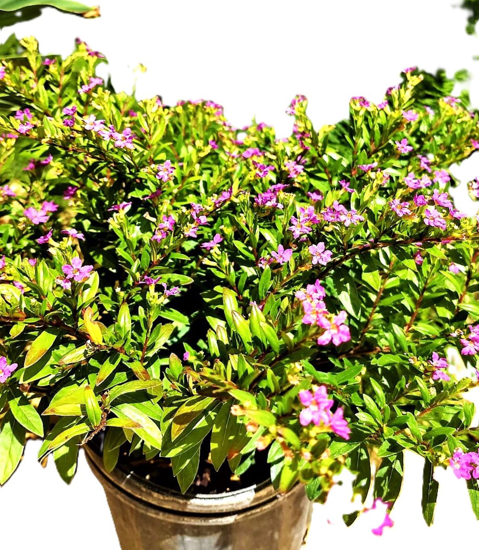 Mexican Heather Cuphea Starter Plant, Purple Flowering 8-10 inches.