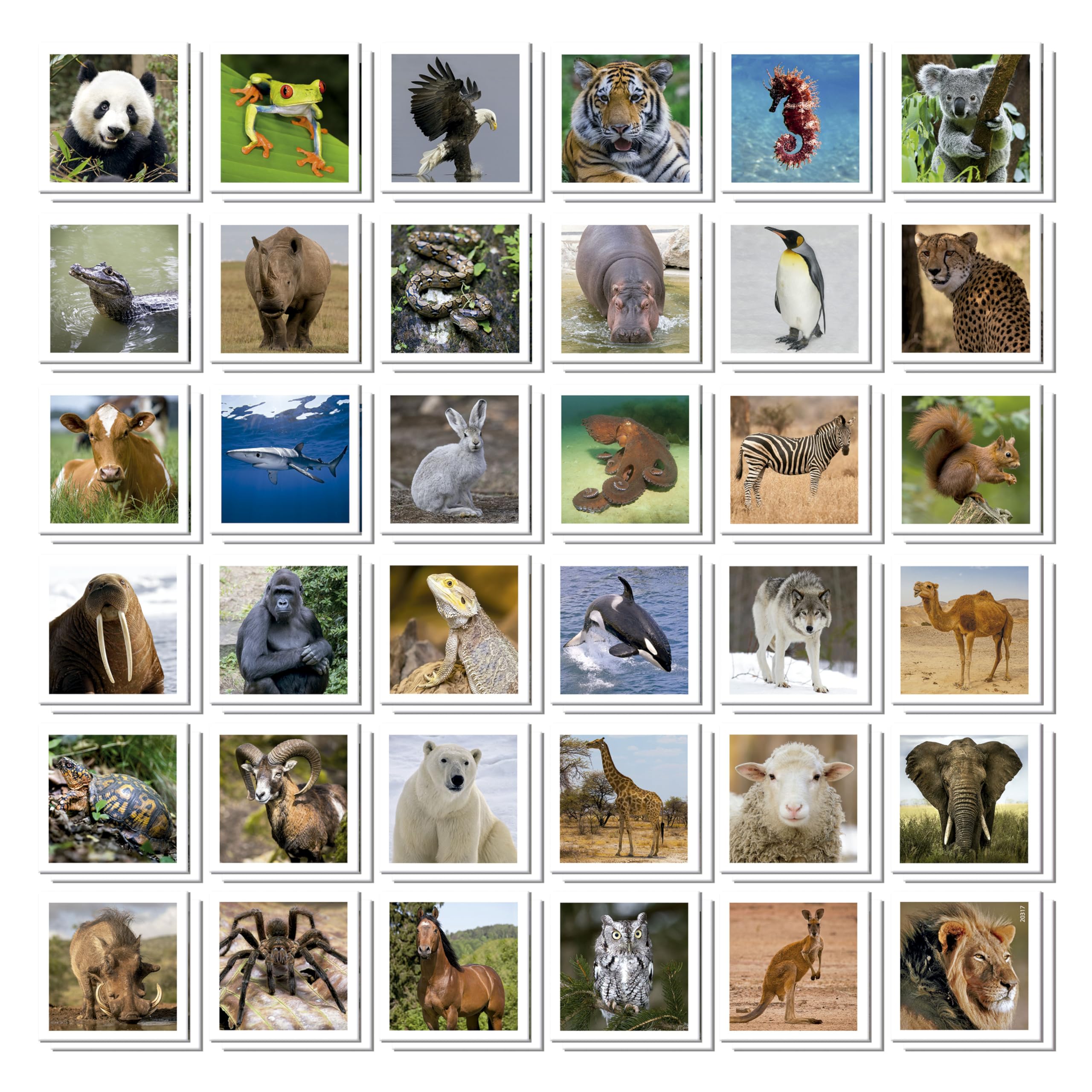 Educa - Identic Animal | Gioco di memoria educativo per bambini con 72 carte. Trova le coppie e lavora sulle abilità di base come l'acuità visiva, l'attenzione e la memoria. Da 3 anni (20317)
