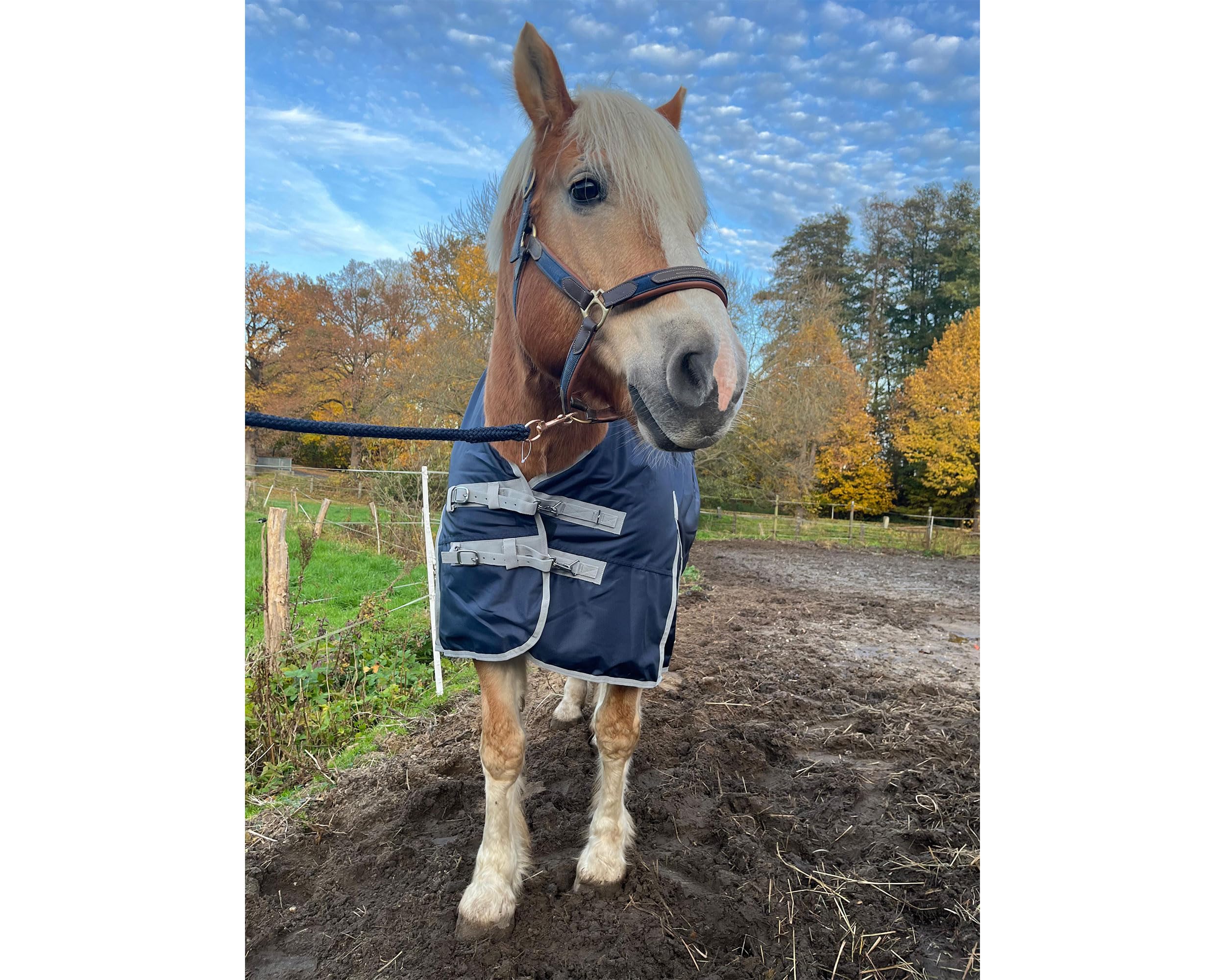 Brama-West Winterdecke Pferd Nell | Outdoordecke mit Highneck |1680D - 50g Füllung | Pferdedecke reisfest, wasserdicht und atmungsaktiv | Blau (135)