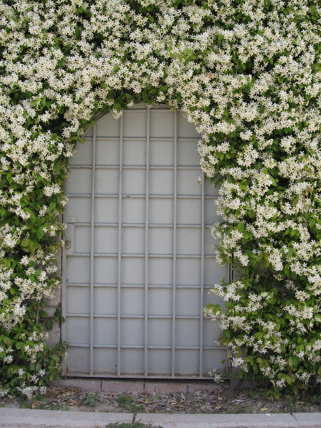 Jasmine♪❤️ Amazon.com : 2 Jasmine Flower Plants Indoor Live, 4 to 6 Inc