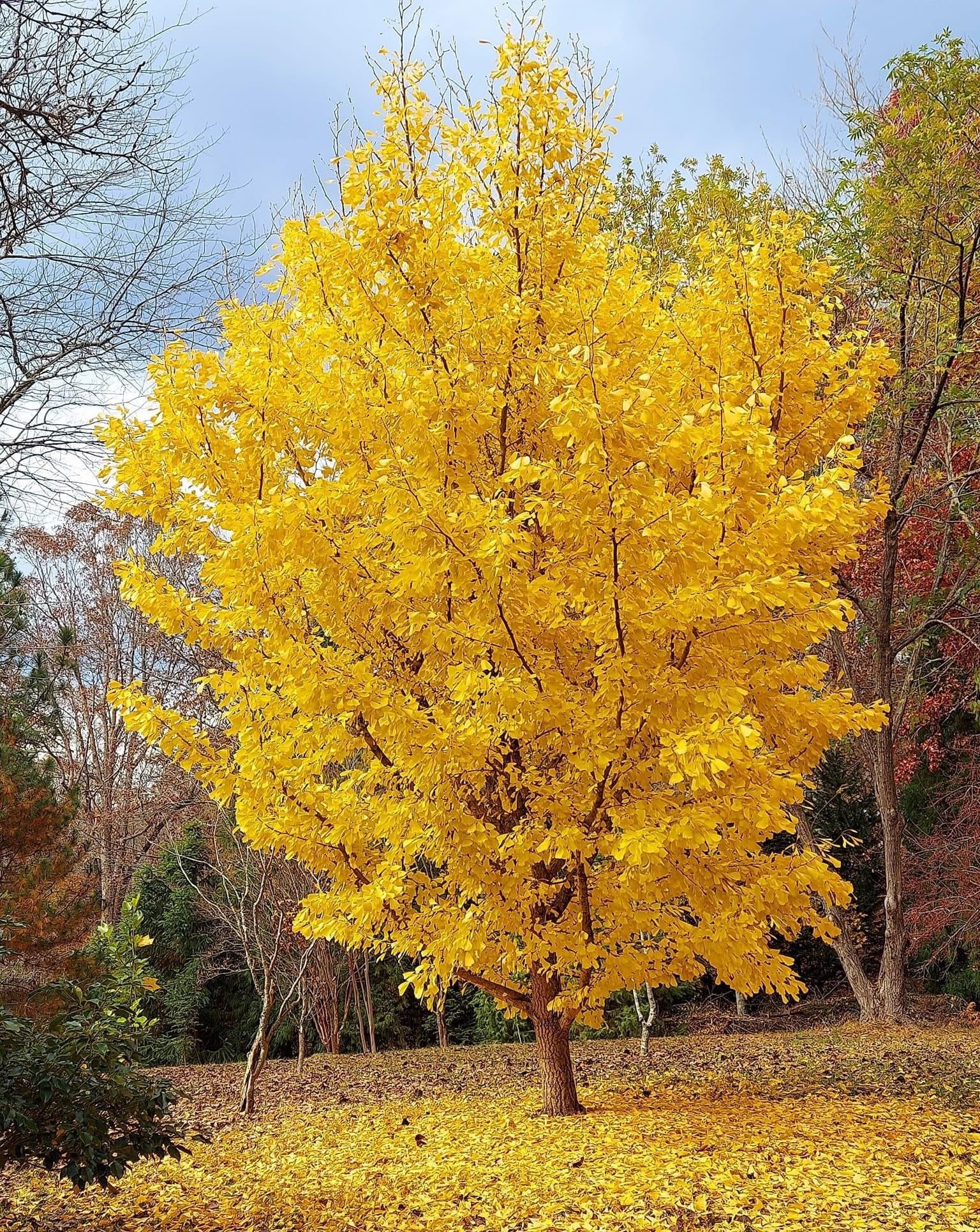 3 piante di Ginkgo biloba in vaso 9x9 cm h. 40/60 cm, alberi veri - Vivaio di Castelletto
