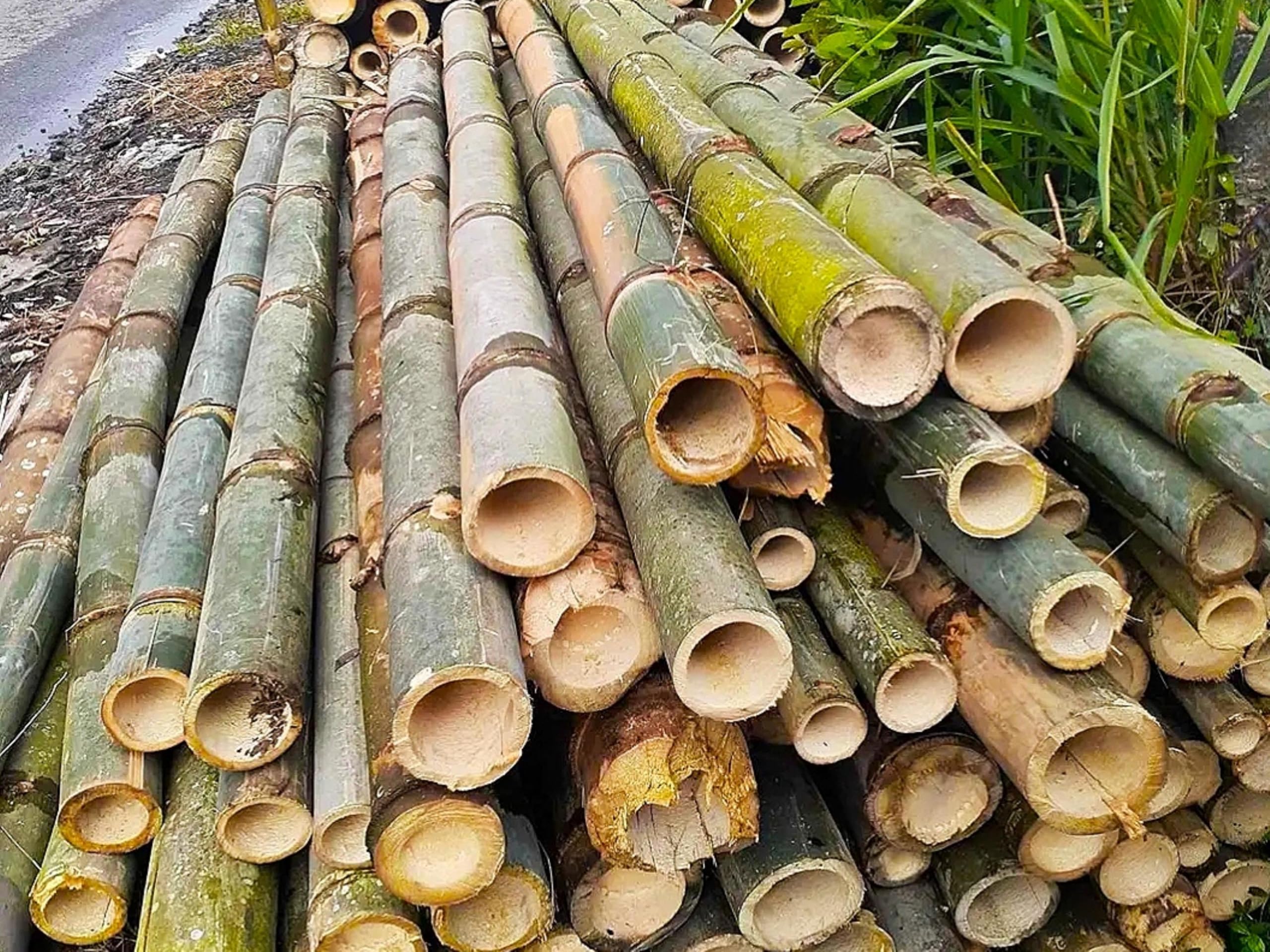 Bamboo for Cooking biryani 7 ft Pack of 15 | Natural Bamboo-image-45