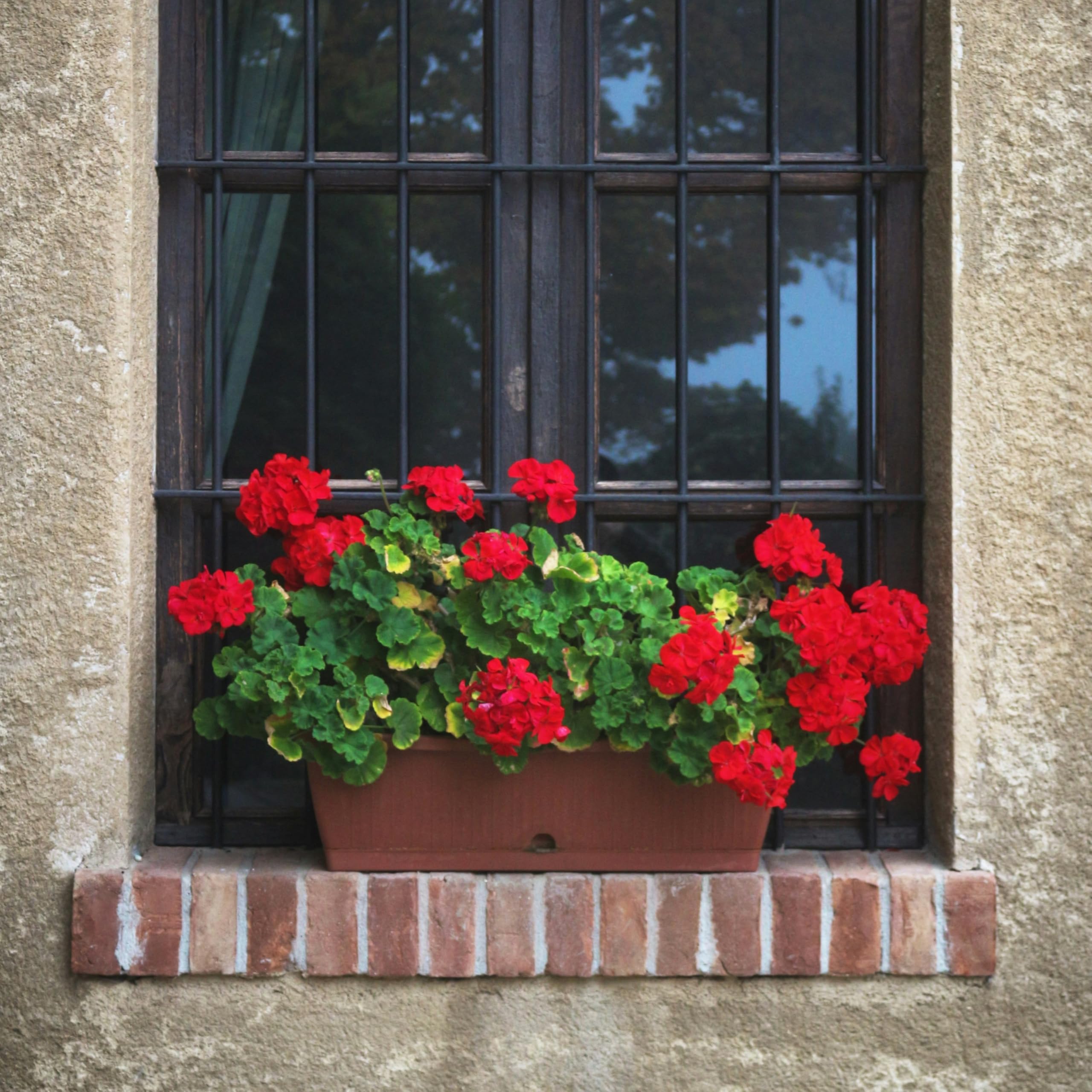 Laelfe 4 Pcs Gerani Rossi Finti da Esterno, Fiori Finti Artificiali Geranio per Esterno Balcone Patio Cimitero Sospensione di Fioriere Decorazione per Tavolo (Rosso-4 Pcs)