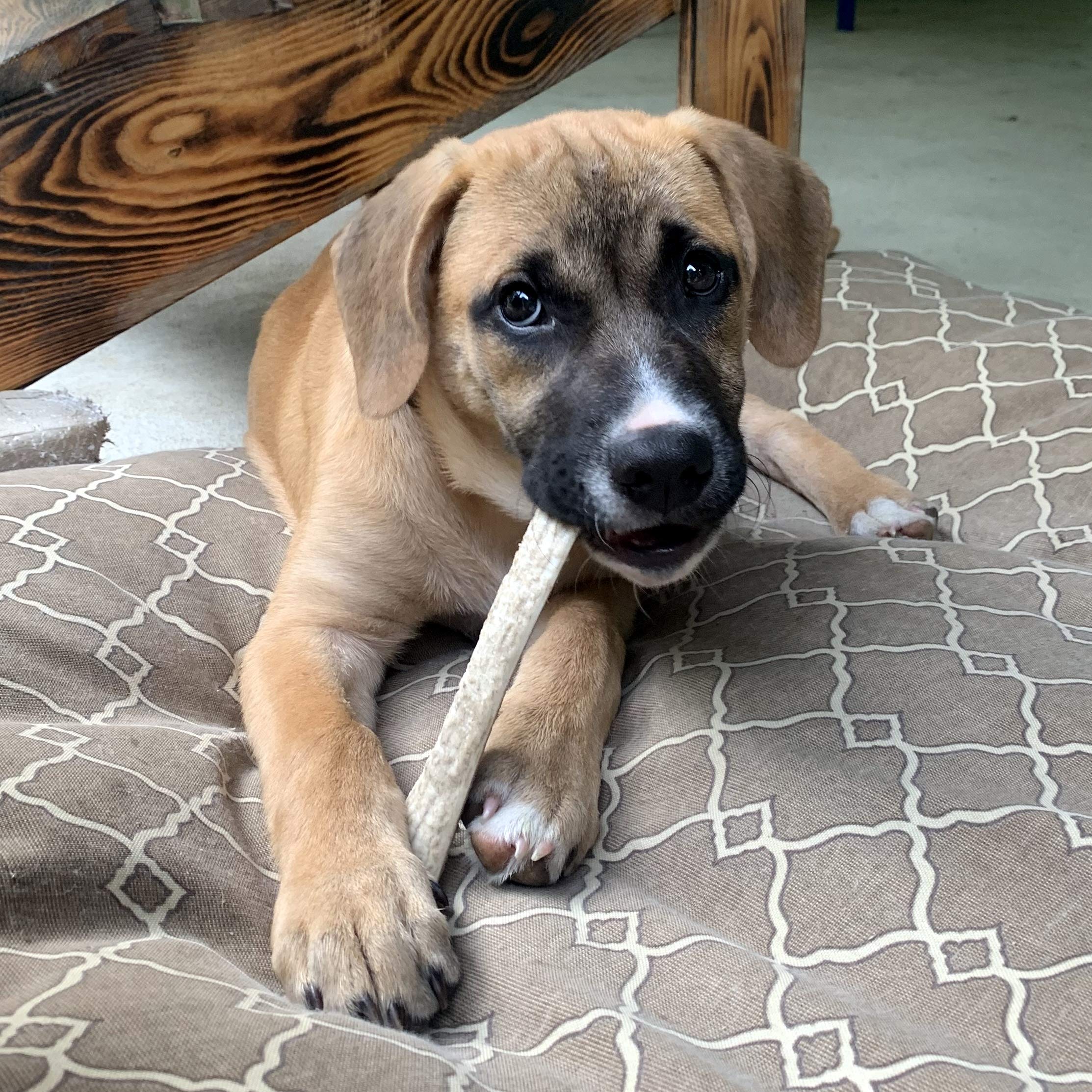 German Shepherd Black Mouth Cur Mix German Shepherd Black Mouth