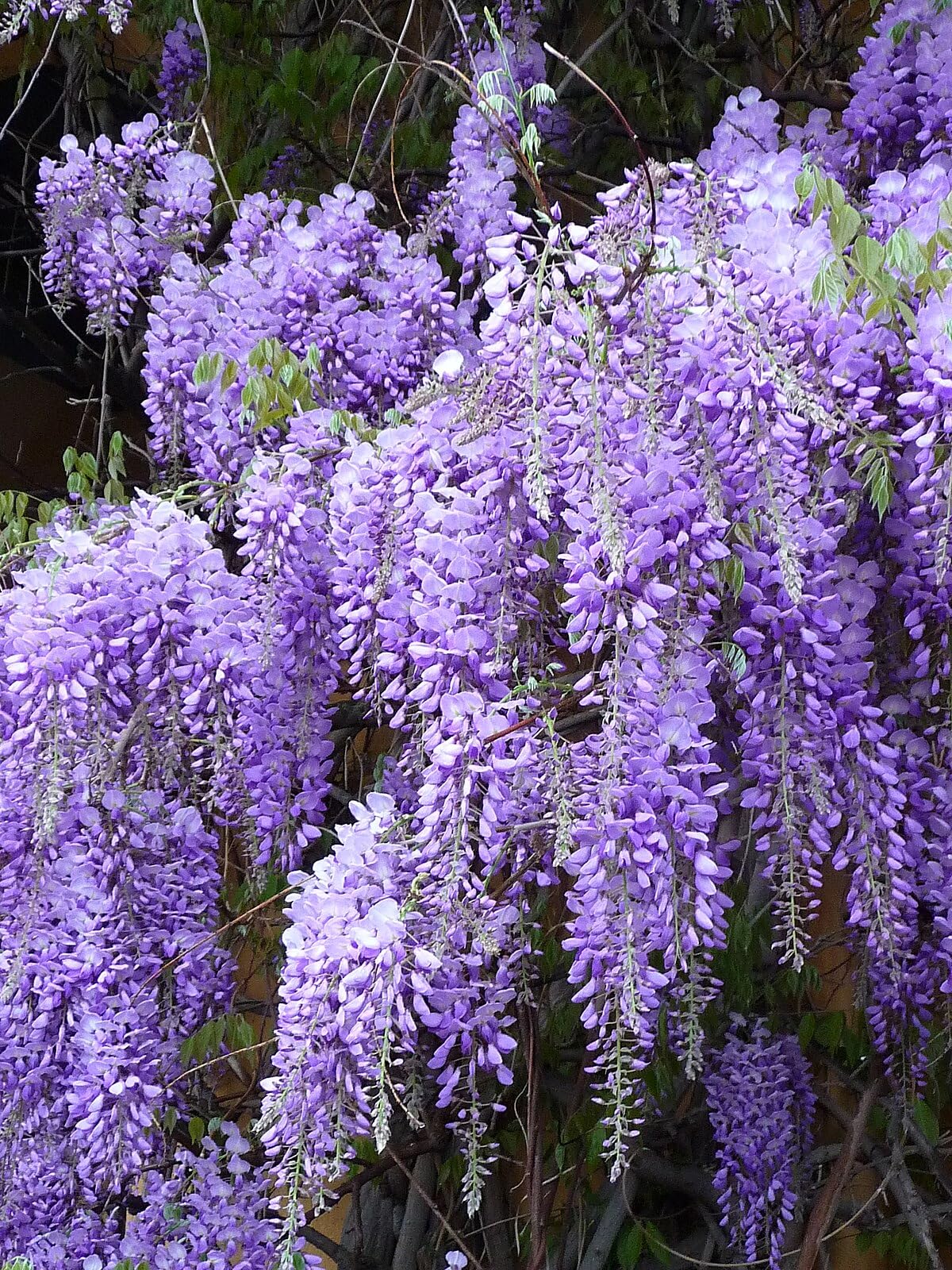 Verdecora Wisteria en maceta de 2 litros | Glicinia | Planta Trepadora Natural de Exterior con Flores Péndulas y Aromáticas | Ideal para Jardines, Pérgolas y Muros