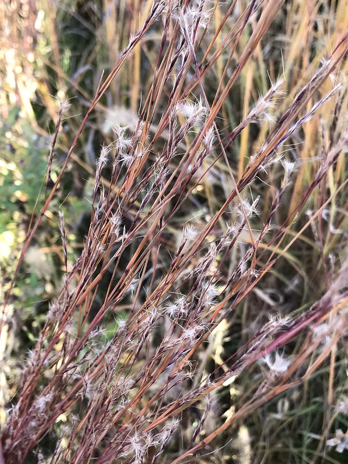 Hale Habitat & Seed Little Bluestem Native Grass Seed, Deer & Wildlife Cover, 2 lbs Pure Live Seed