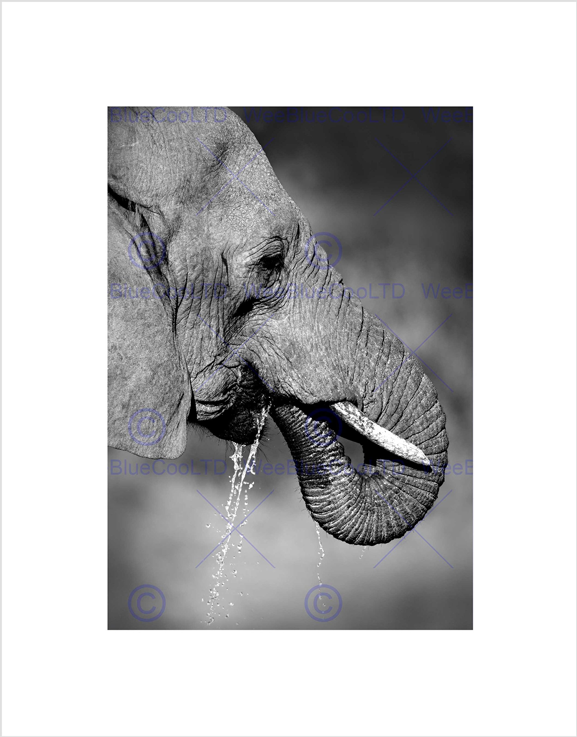 Wee Blue Coo African Elephant Drinking Black White Picture Wall Art Print