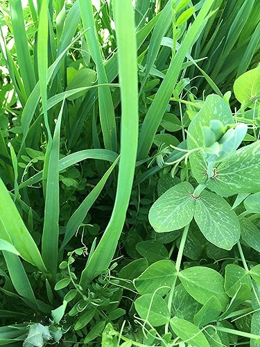 Miniatura 3 de Cubre la mezcla de semillas de cultivos de Eretz (25 libras). Elige el tamaño. Willamette Valley, cultivadas en Oregon, sin OMG, sin rellenos, sin