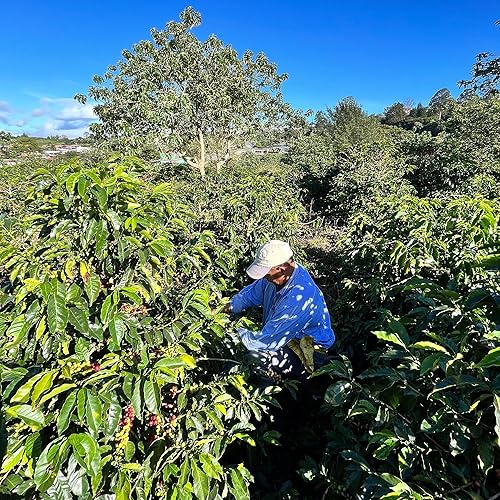 Miniatura 4 de Costa Rica Peaberry  Café en grano entero de Aroma Ridge  Granos de café gourmet de tostado medio de 16 onzas  Granos de café tostado de cuerpo