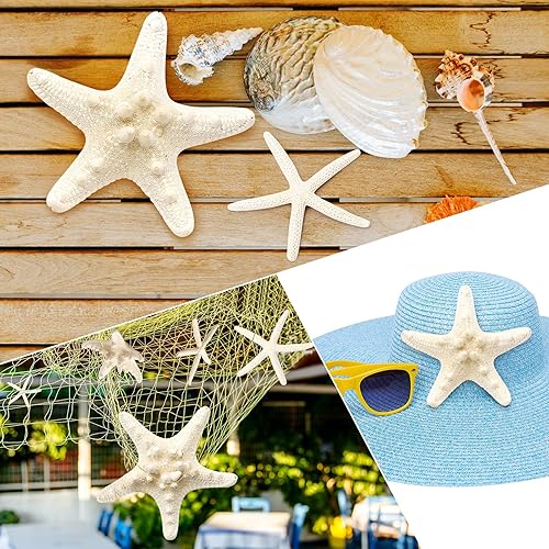 Miniatura 7 de 12 piezas de estrellas de mar | Decoración de estrellas de mar de 2.5 a 6 pulgadas | Conchas naturales de estrella de mar a granel perfectas para