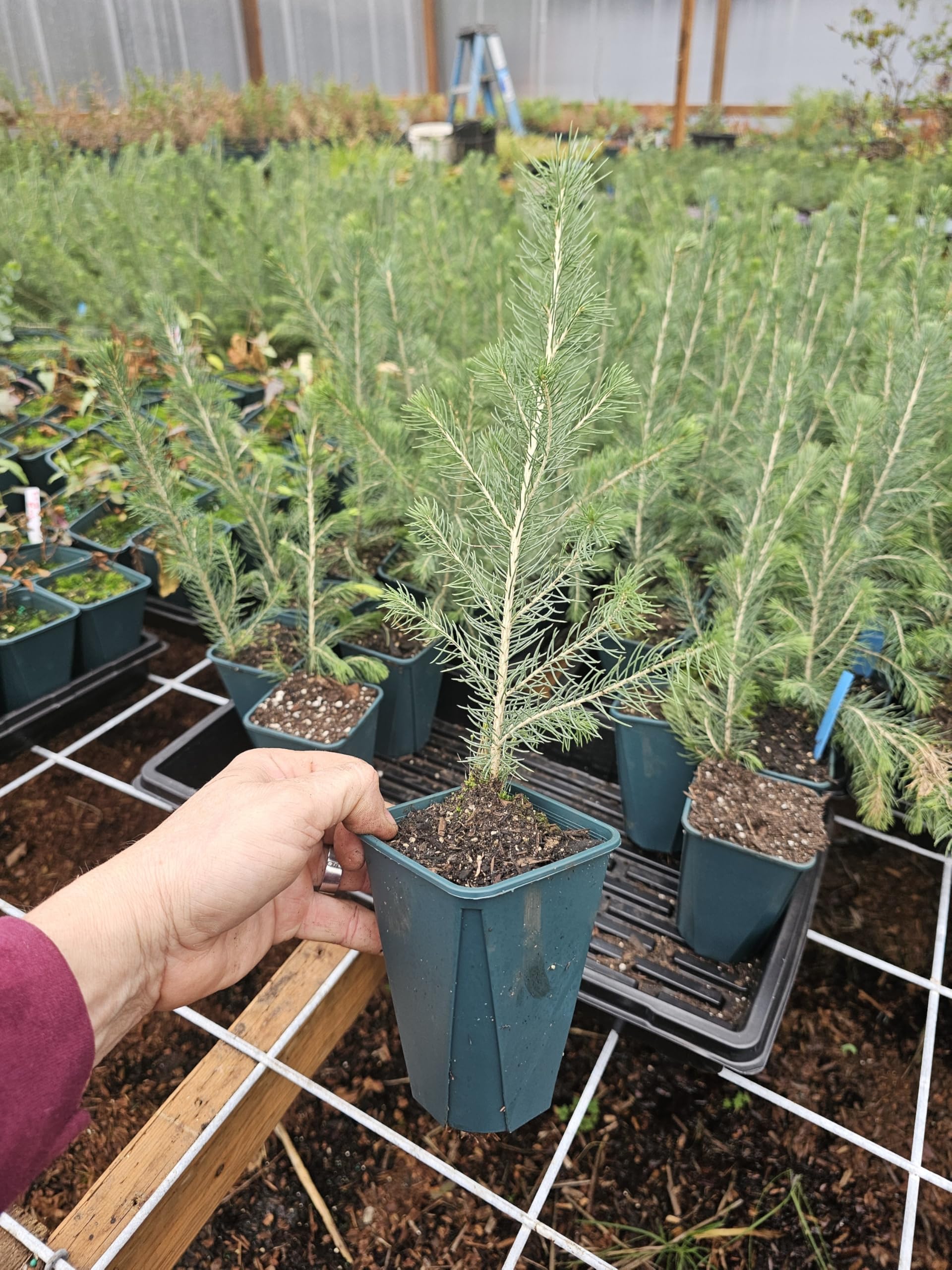 Fairygardenfarms Colorado Blue Spruce