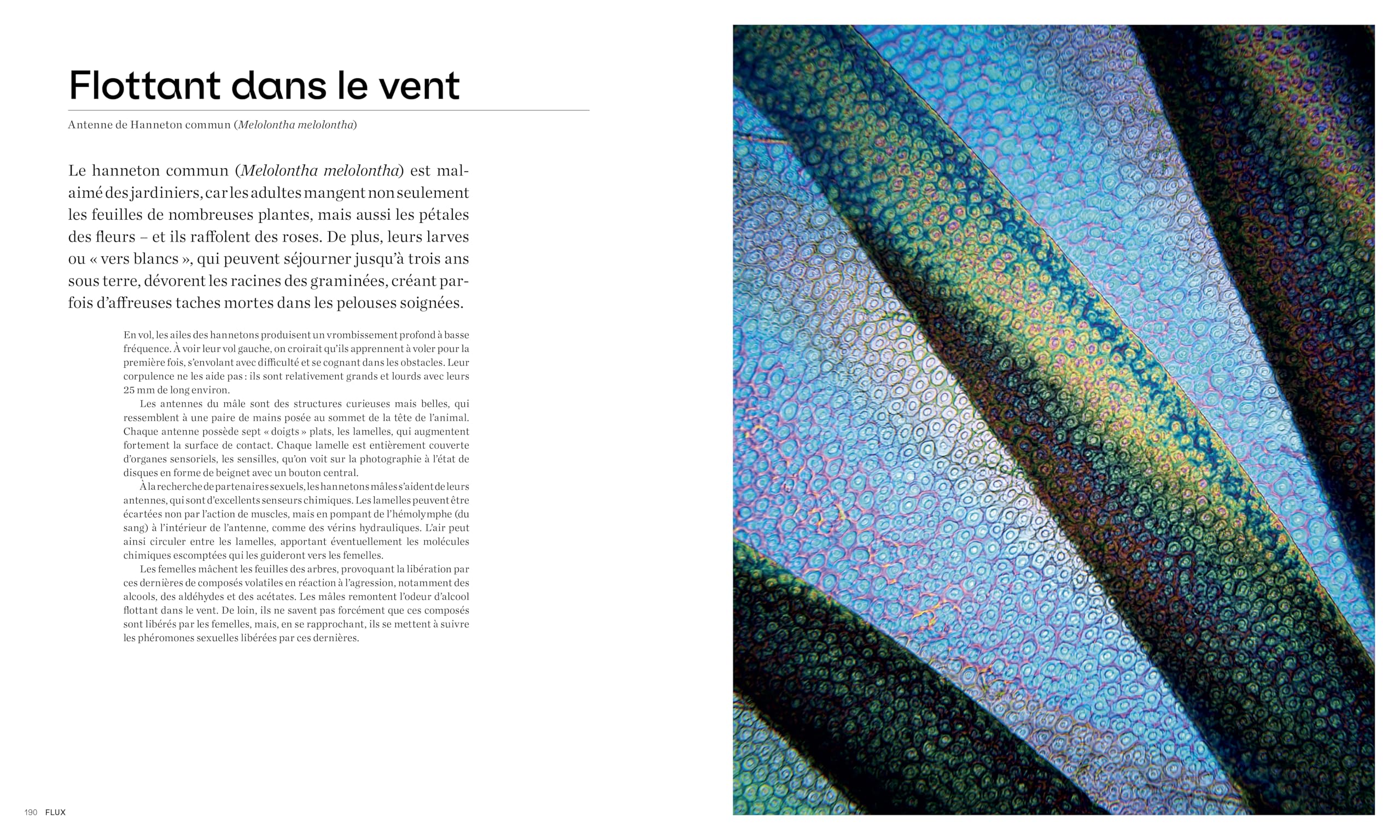 Les formes de la nature - Ce que la géométrie du vivant nous révèle