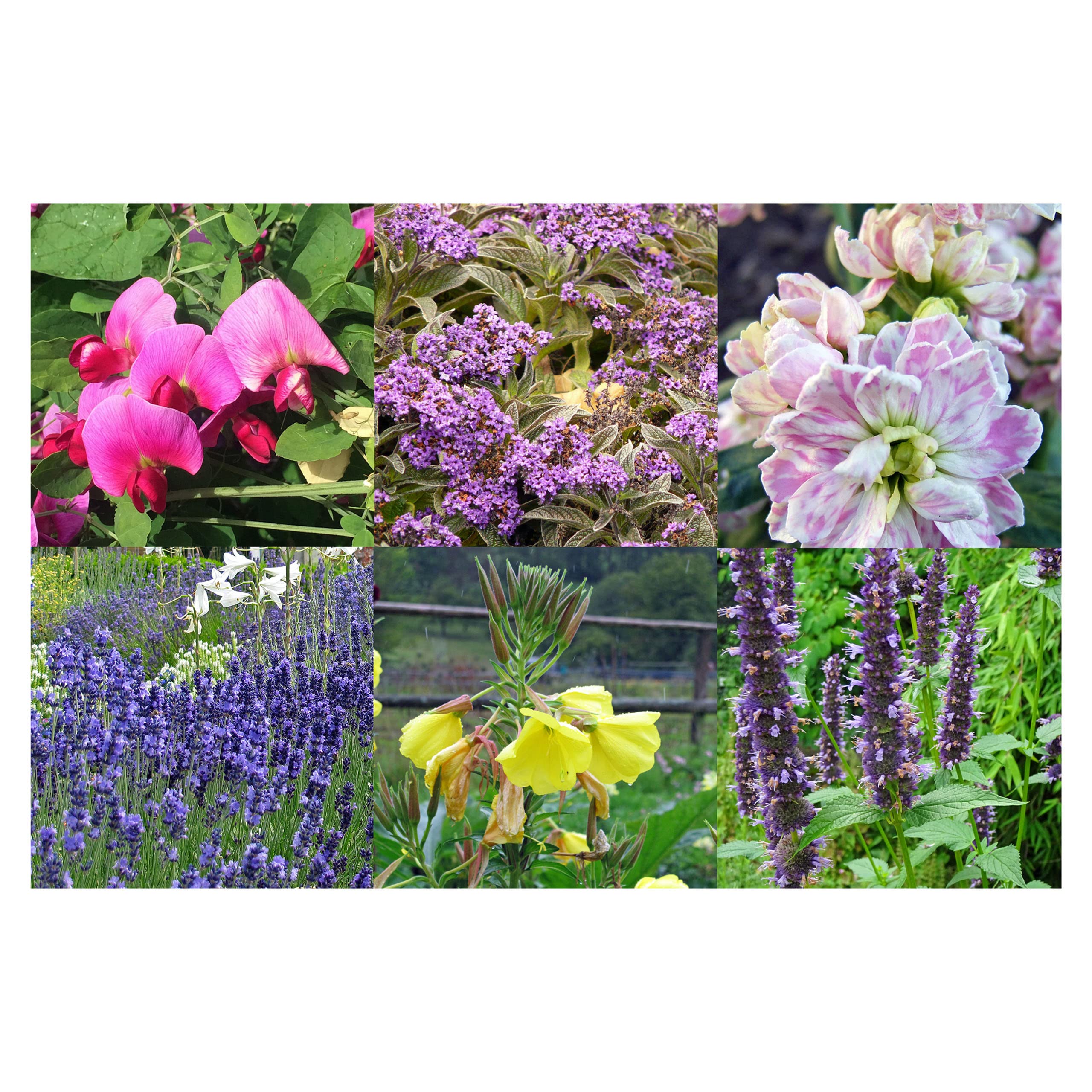 Kit De Graines De Fleurs Séchées - 6 Variétés Populaires Pour Couronnes Et Bouquets (dauphinelle, Statice, Immortelle...)