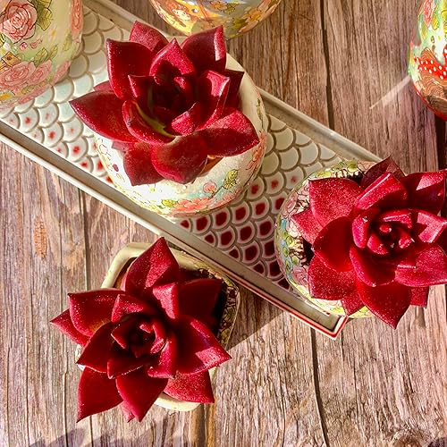 Miniatura 5 de Echeveria Agavoides v Romeo Rubin - Kit de suculentas con maceta de plástico, 1 cabeza de planta viva de 2.5 pulgadas, suelo comprimido y guía, para