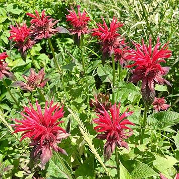 Scarlet Bee Balm Monarda didyma - Packet of 30 Seeds