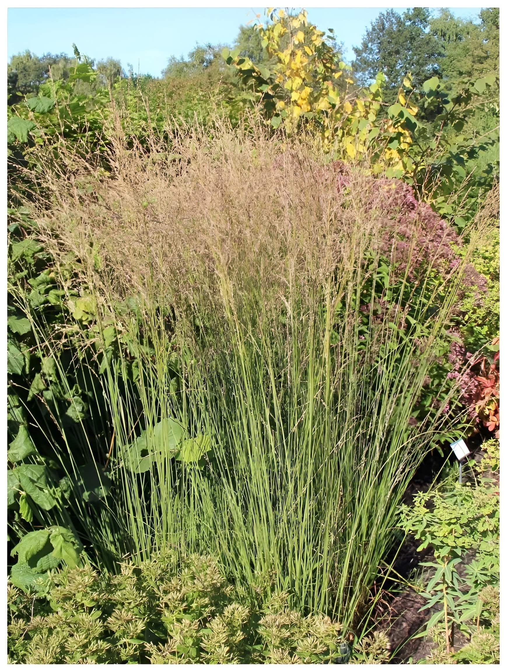 Stauden Gänge 10 x Molinia caerulea 'Heidebraut' Kleines Pfeifengras
