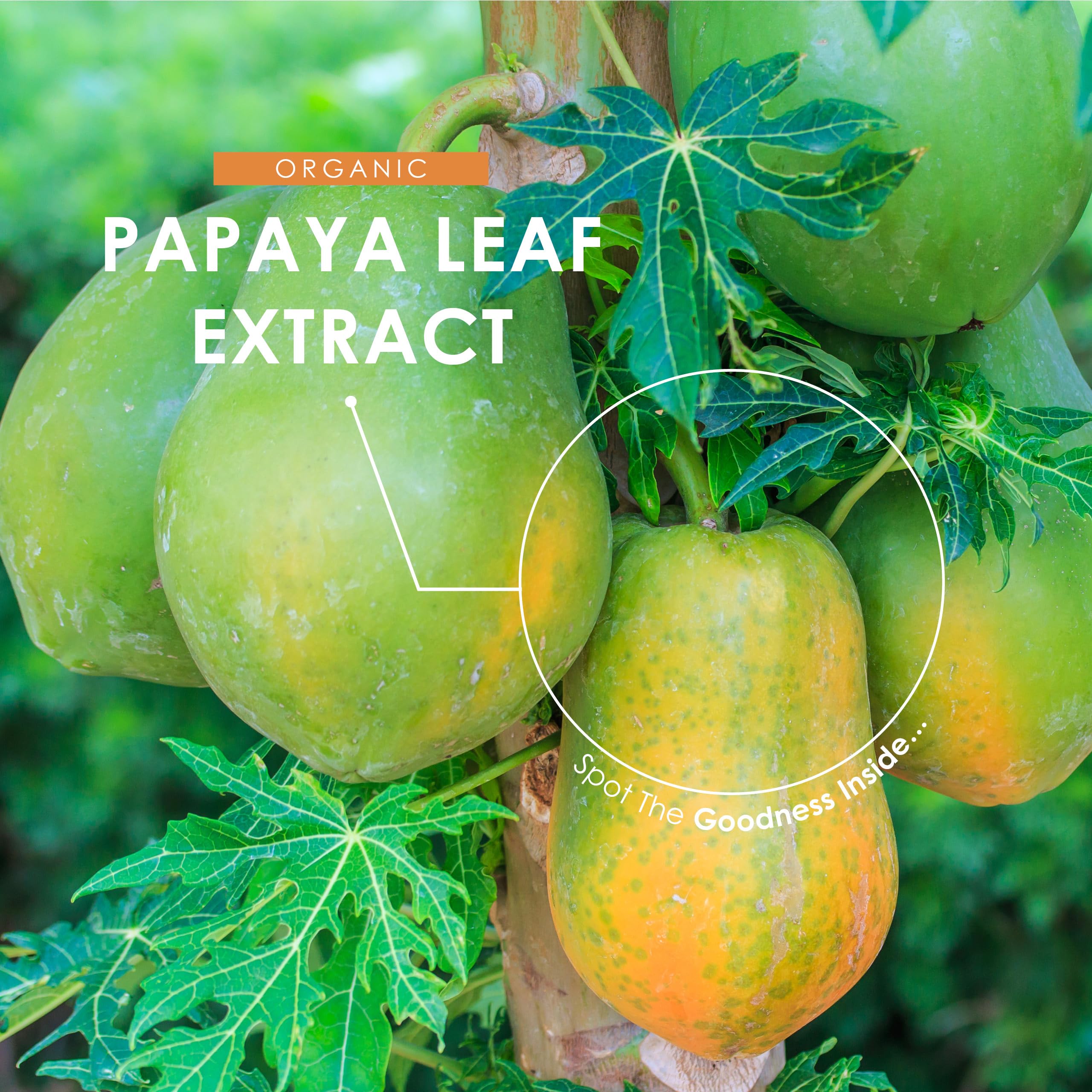 Papaya-Blattextrakt-Kapseln 12,000mg - Roher Carica-Papaya-Extrakt 10:1 - High Strength Papaya Enzyme Nutritional Supplements - 90 Vegane Kapseln