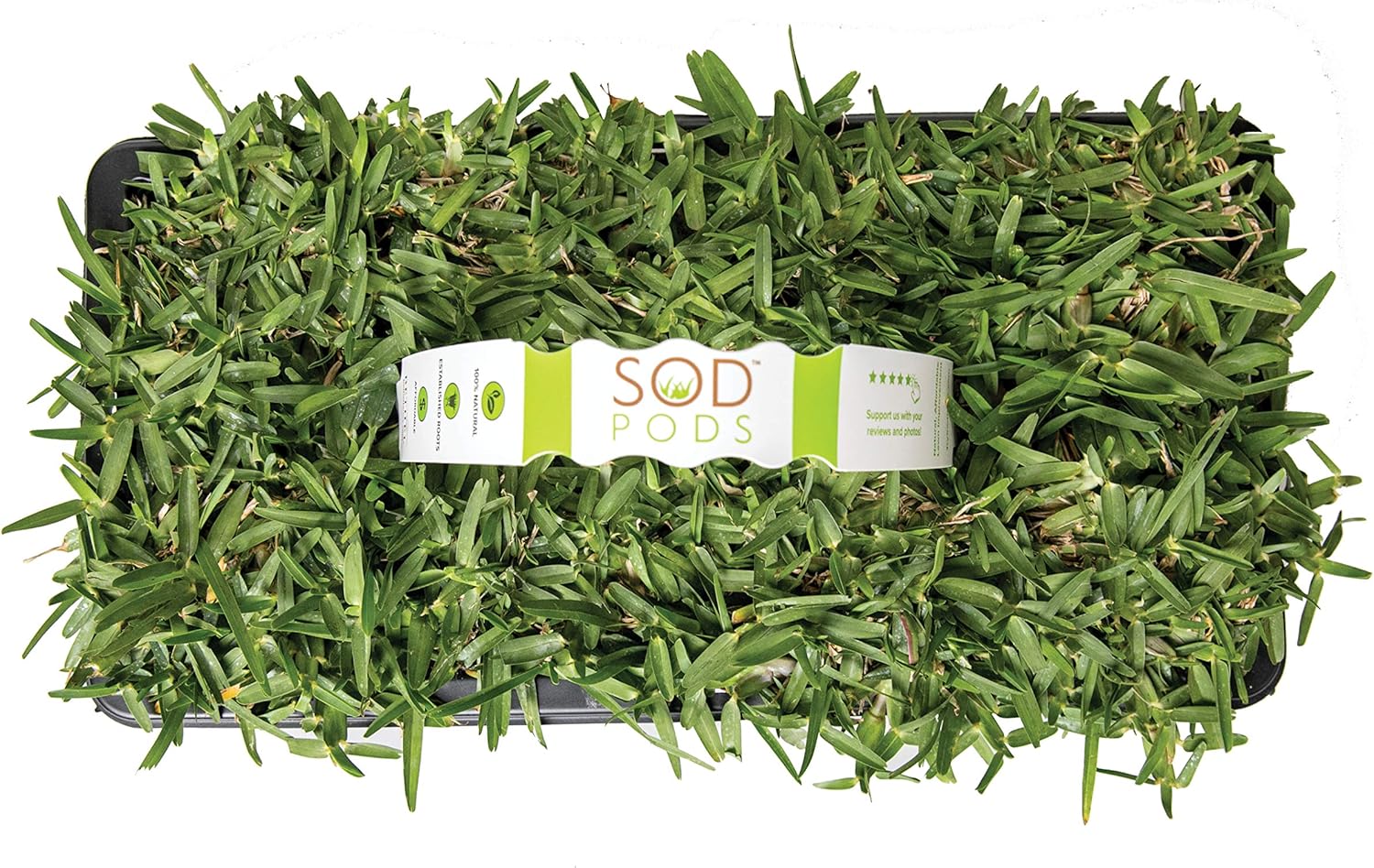 SodPods® St. Augustine CitraBlue Grass Plugs for Lawn Repair, 3" x 3" Each (32-Count) – Cannot Ship to California/Arizona