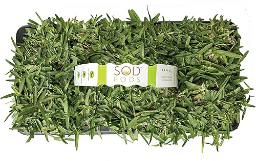 SodPods® St. Augustine CitraBlue Grass Plugs for Lawn Repair, 3"