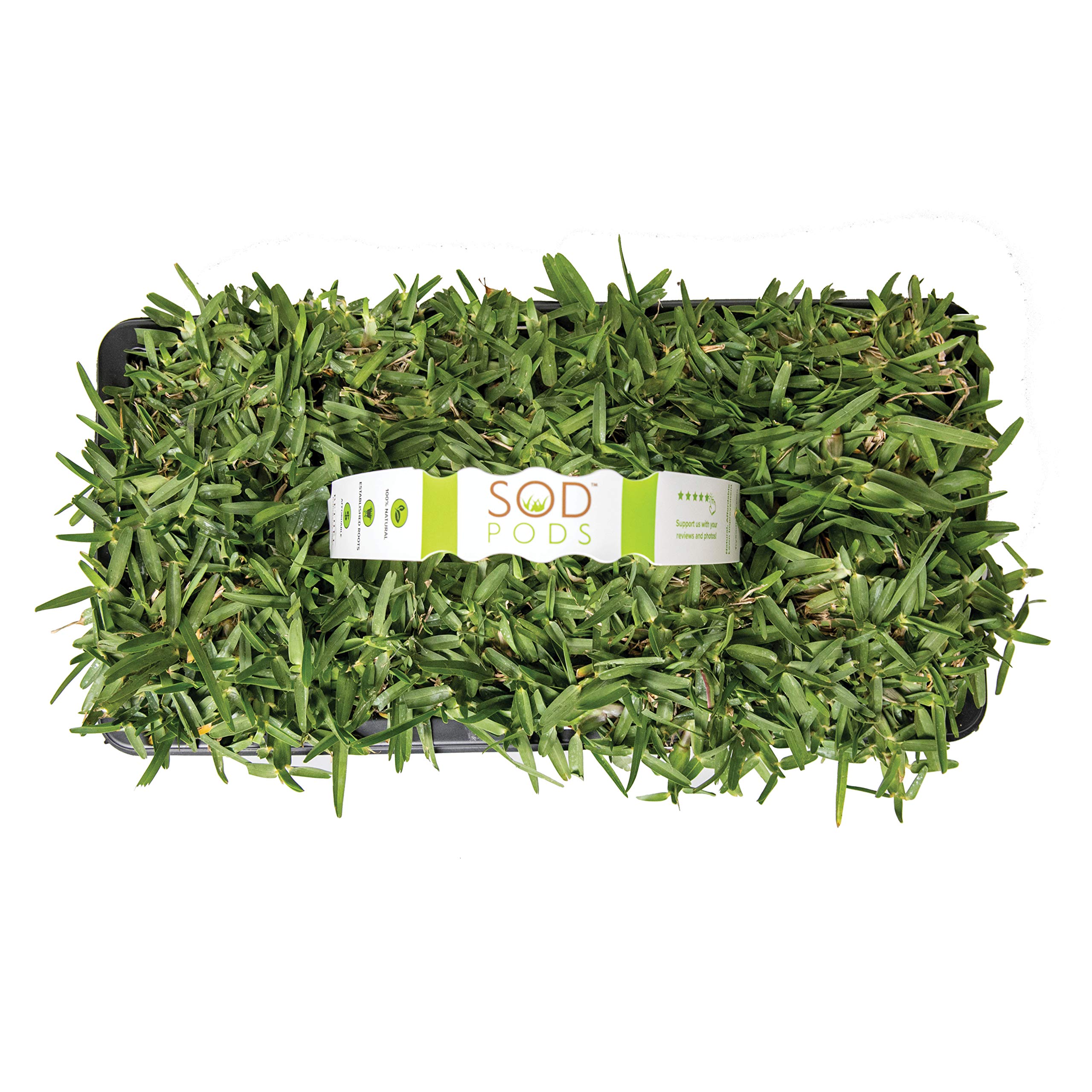 SodPods CitraBlue 32-Count