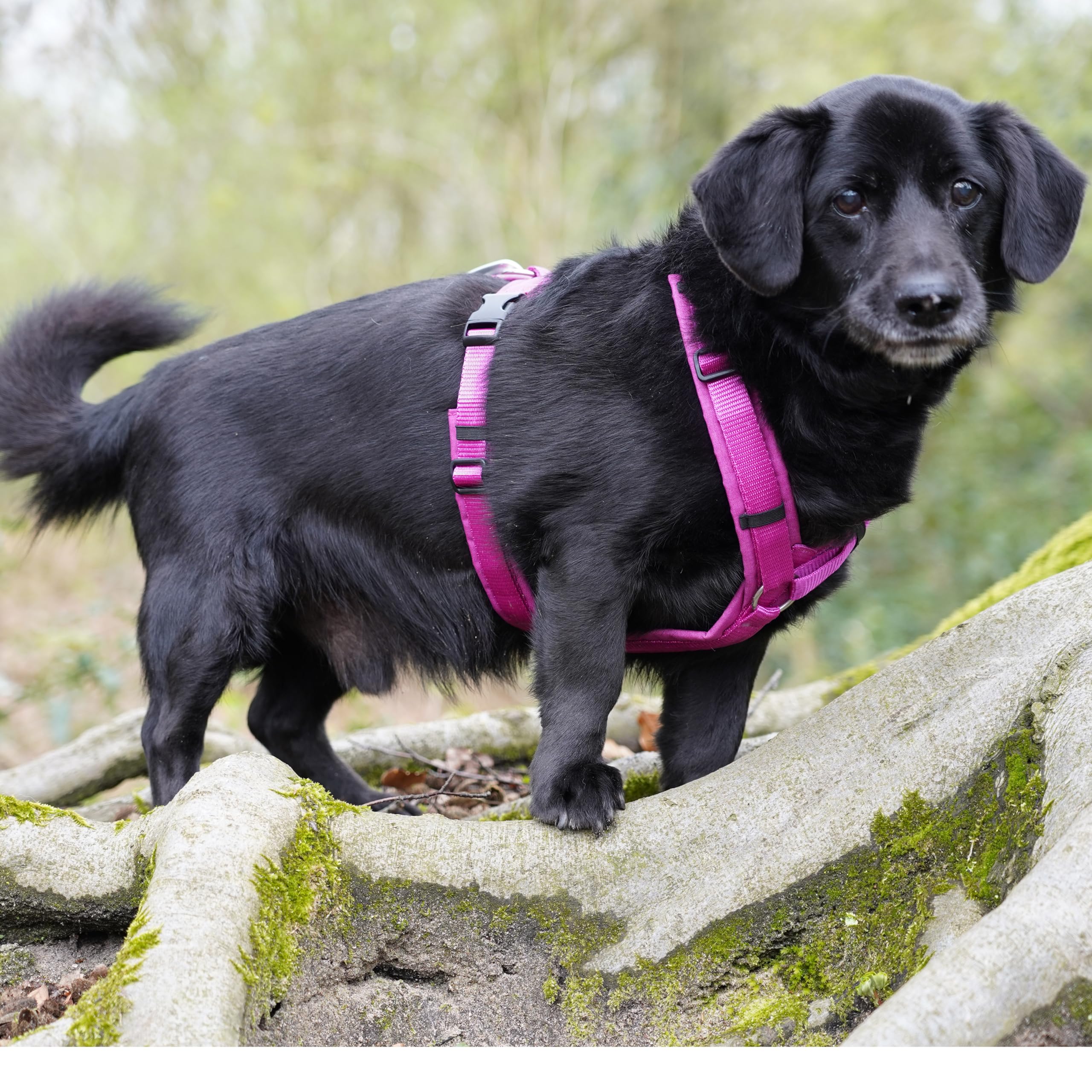 Anny-X Brustgeschirr Fun Sonnenhut | Hundegeschirr Größe XXS (Brustumfang 36-42 cm)