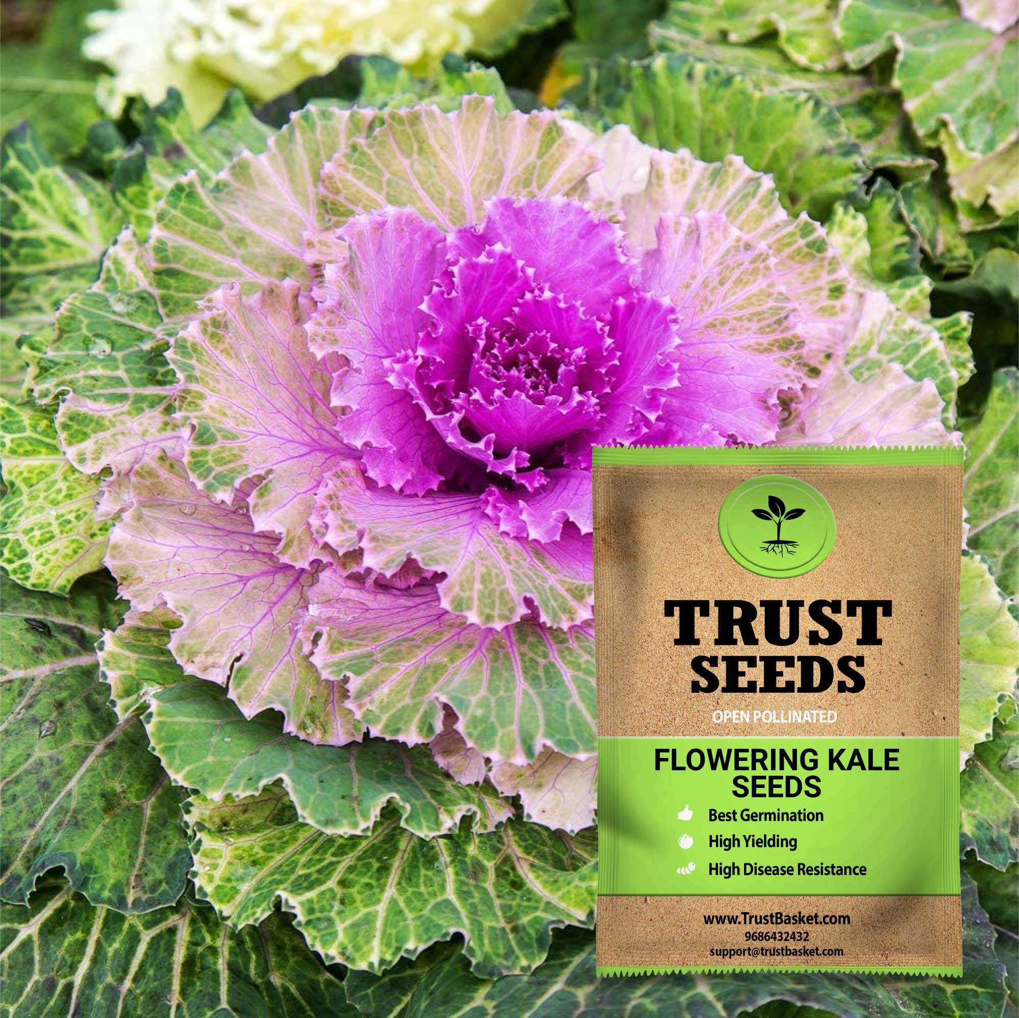 TrustBasket Premium Flower Flowering Kale Seeds (Open pollinated) | Sow and Grow Fresh Healthy Seed in Your Garden Perfect for Home & Terrace Gardening High Germination Seeds (B07DCRPVWV) Amazon Price History, Amazon Price Tracker