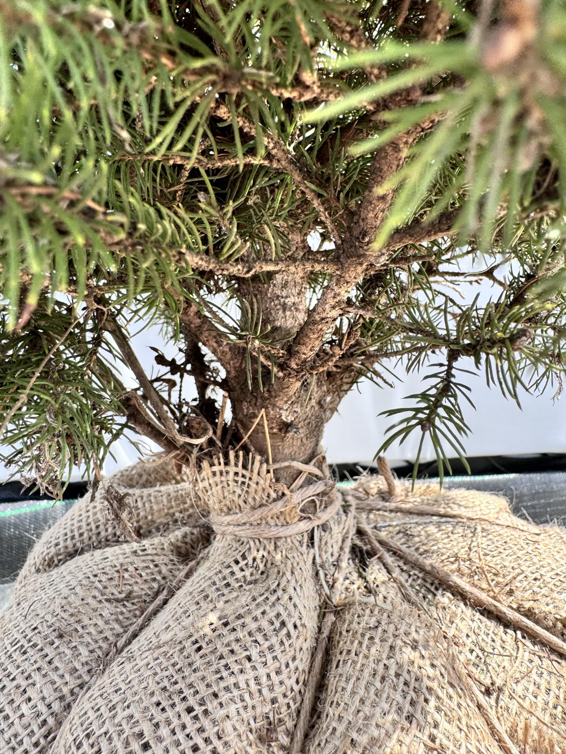 アルバーティアナコニカ/大株【現品発送】管理70632 Amazon.co.jp: 『植木/庭木/苗木』アルバーティアナコニカ/大株