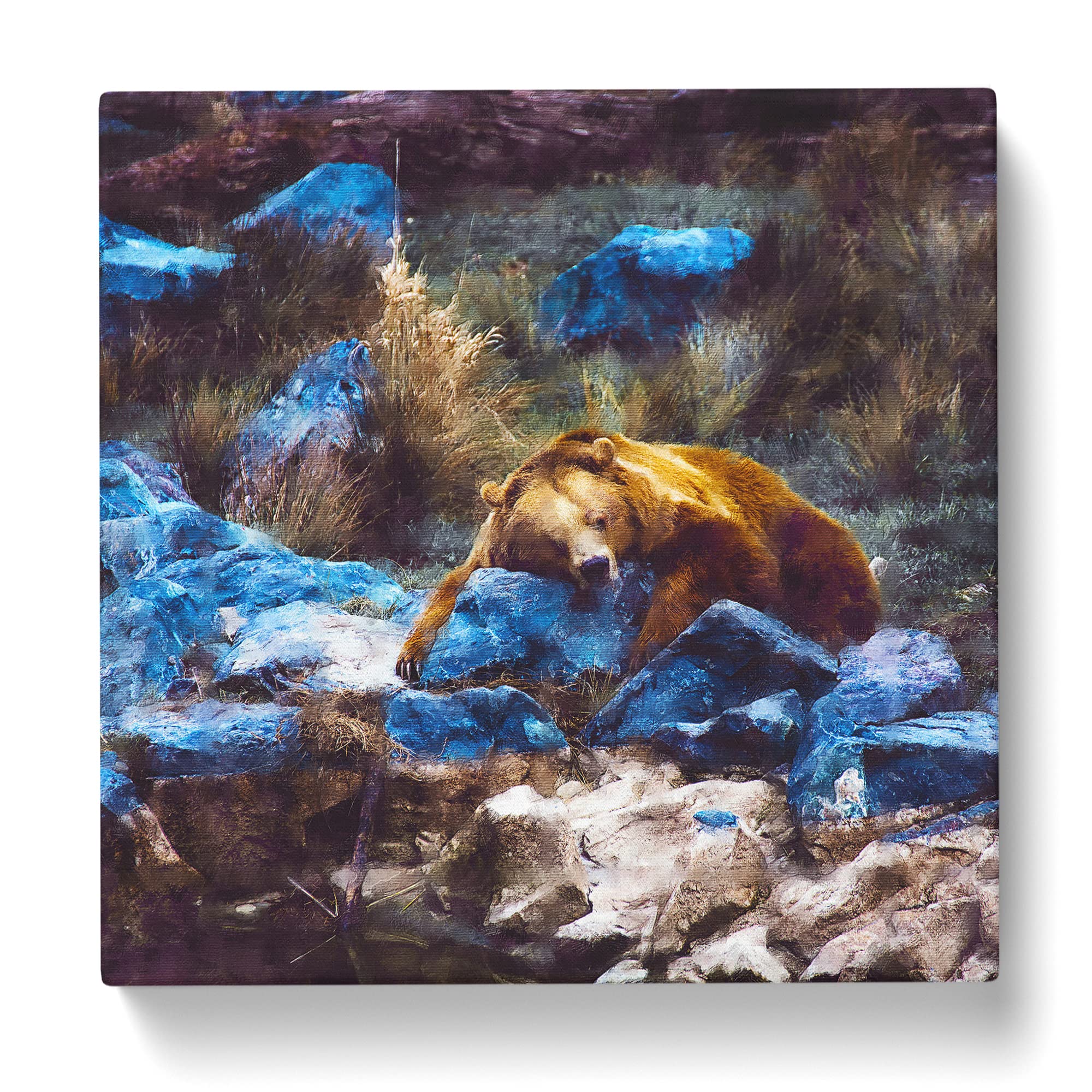 Resting Grizzly Bear Canvas Print, Mixed, 35L x 35W cm - Image 3