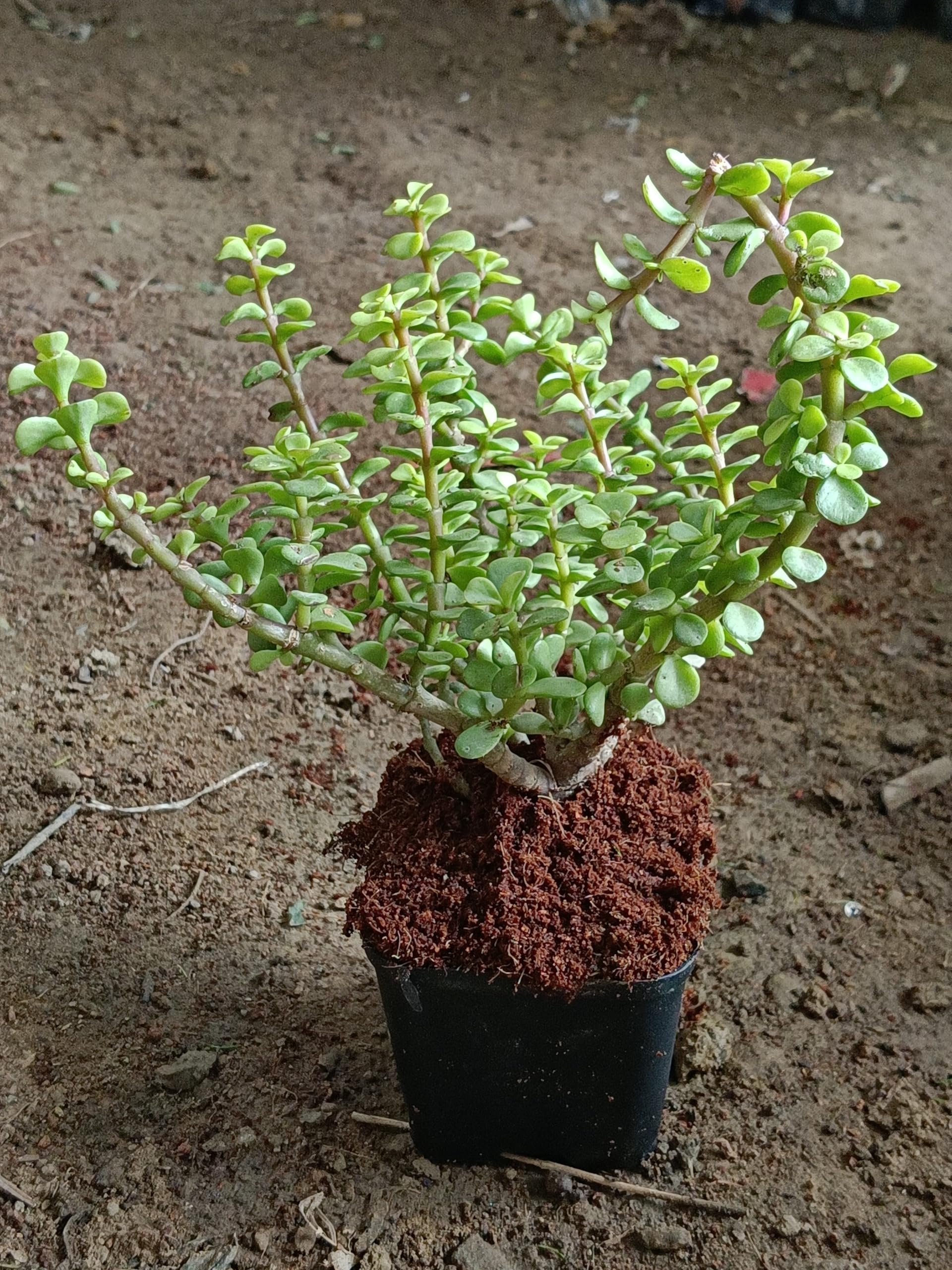 MSK EVER GREEN Jade plant indoor live plant big size, big size plant for indoor jade plant (pack of 1) (B0DB1QGW2H) Amazon Price History, Amazon Price Tracker