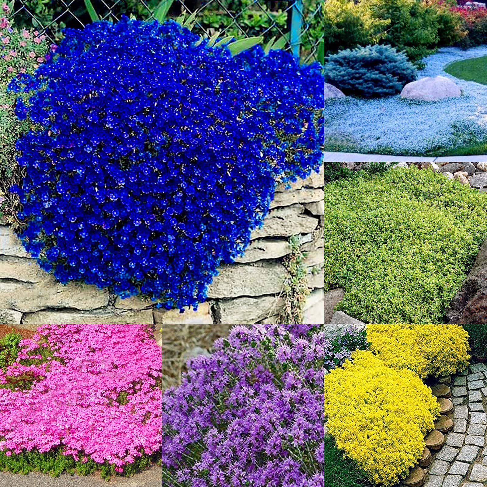 Rotyroya 100 Stck/Beutel Kresse-Samen, kriechende Blumen-Pflanzen-Dekoration,  mehrjhrige Gartenboden-Steinblumen-Setzlinge fr Gartenrasen Blau :  Amazon.de: Garten