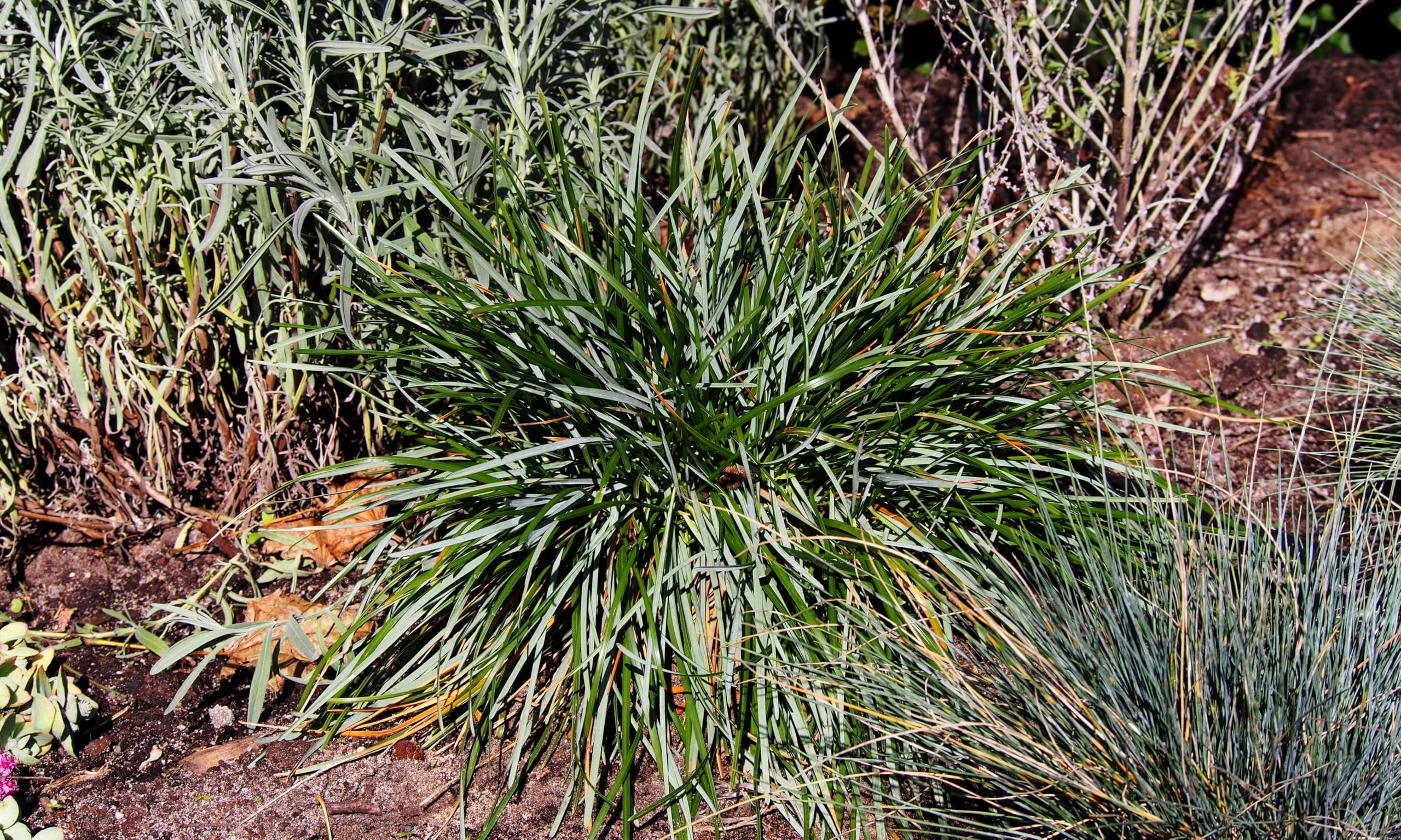 Stauden Gänge 10 x Sesleria sadleriana Ungarisches Blaugras winterhart