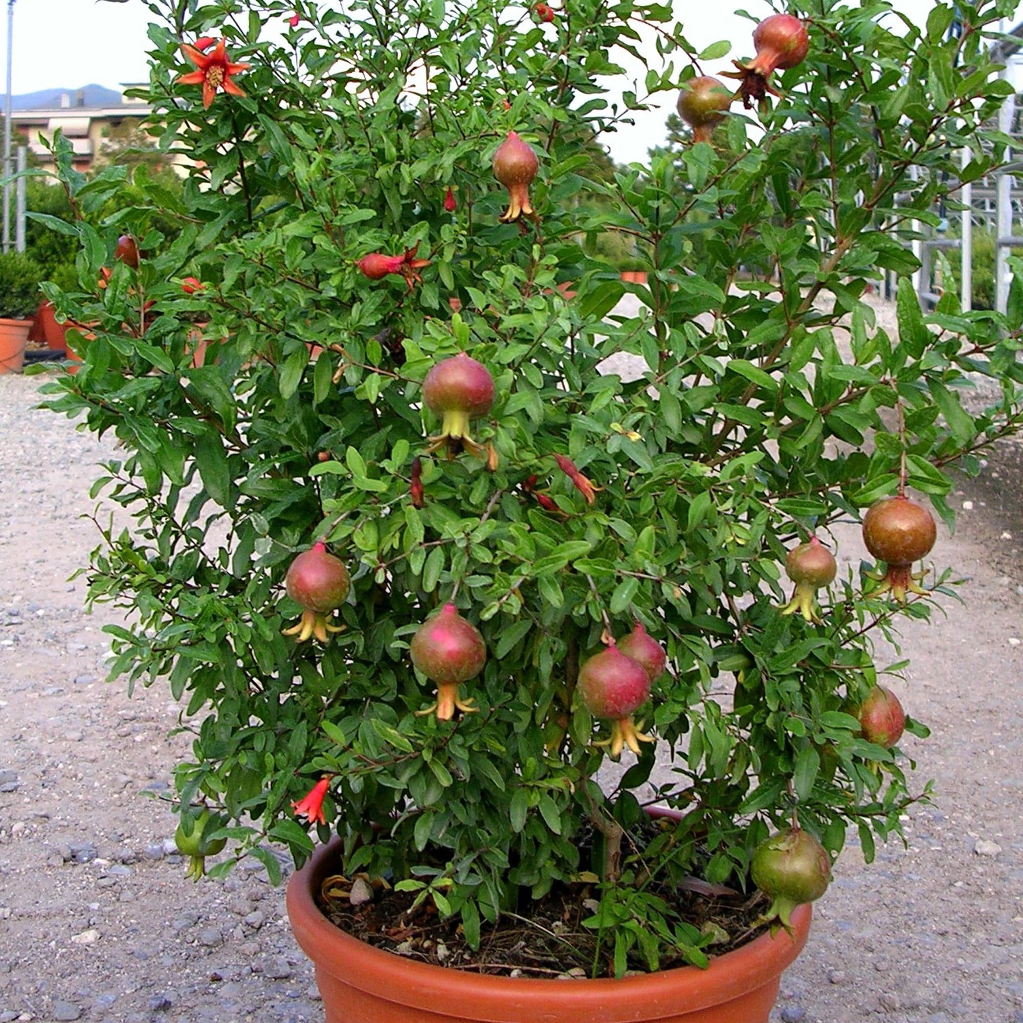 Árbol de granada enana listo para el jardín al aire libre, resistente, en maceta de 3L.