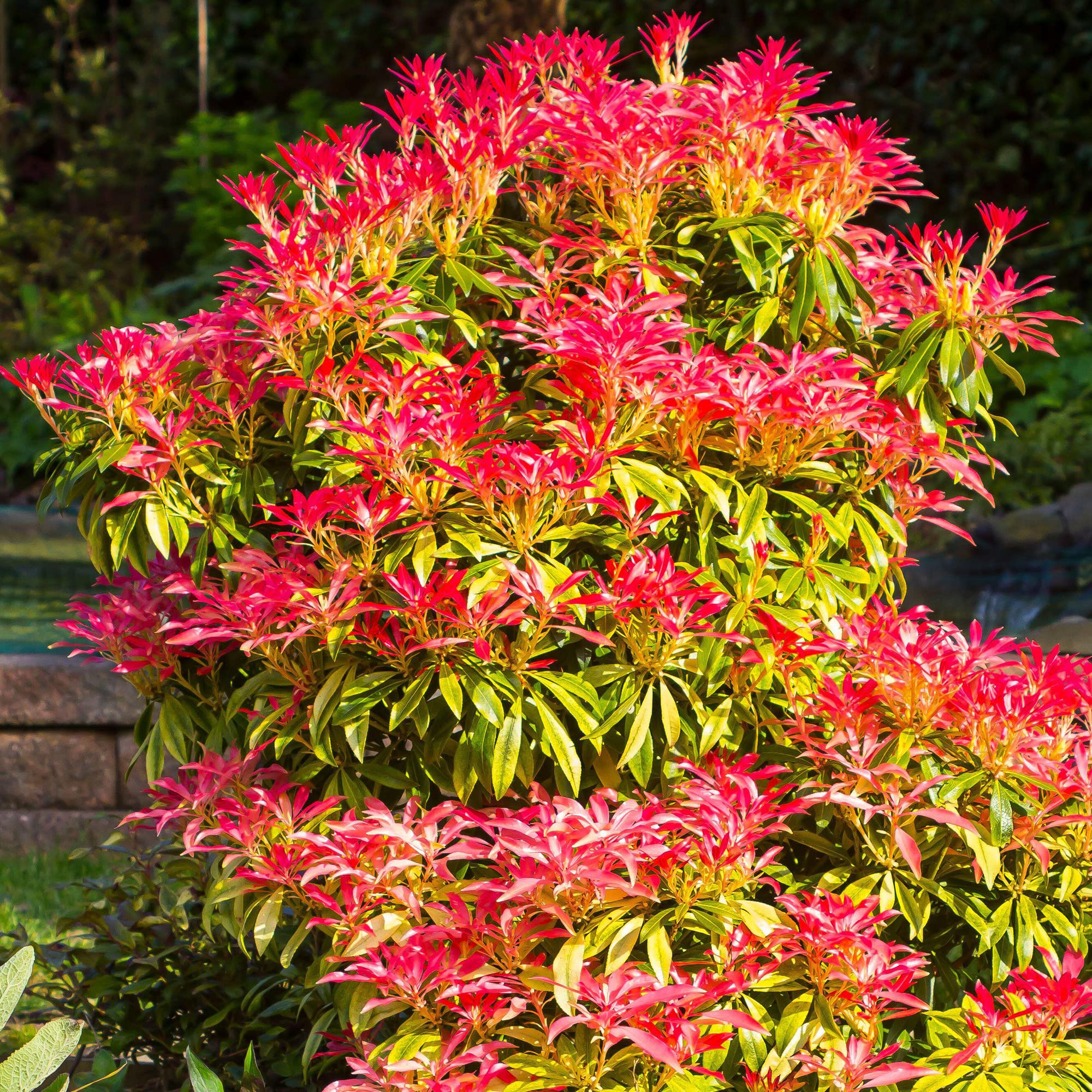 Pieris Mountain Fire - Garden Plants Ready to Plant - Evergreen Outdoor Spring Flowering Shrubs for The Garden in Pots (1 Litre Pot, 20-30cm)